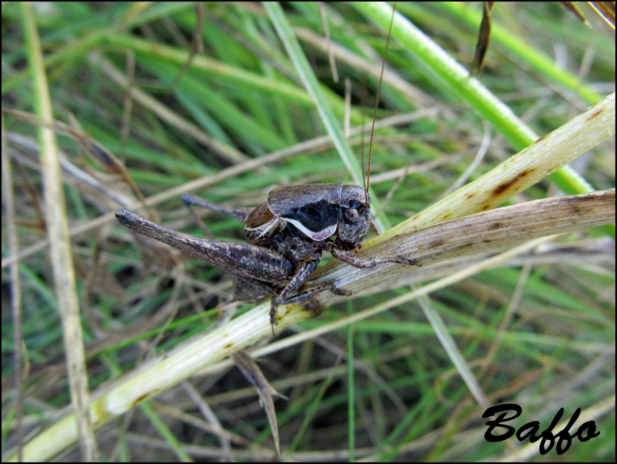 Cavalletta da identificare